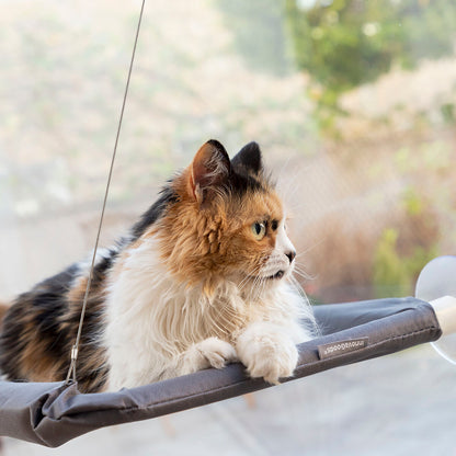 Hamaca de ventana para gatos Catlax